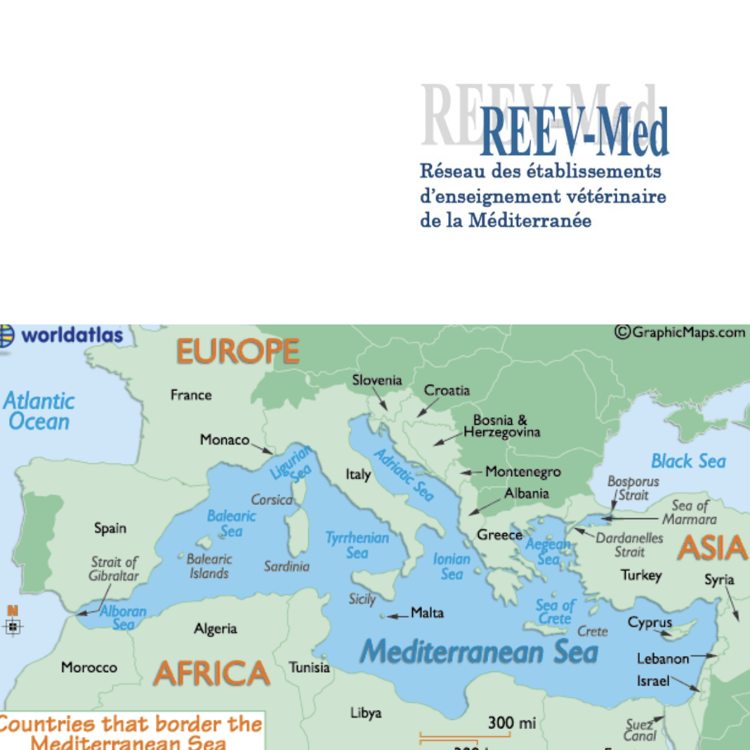 REEV-Med – Association Mediterranean Network of Establishment for  Veterinary Education